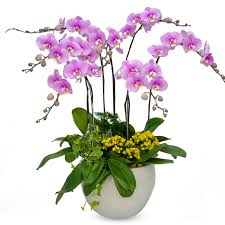 Giỏ hoa lan hồ điệp tím