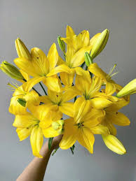 Hoa ly vàng rực rỡ